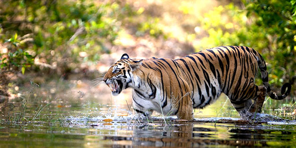 Sundarban
